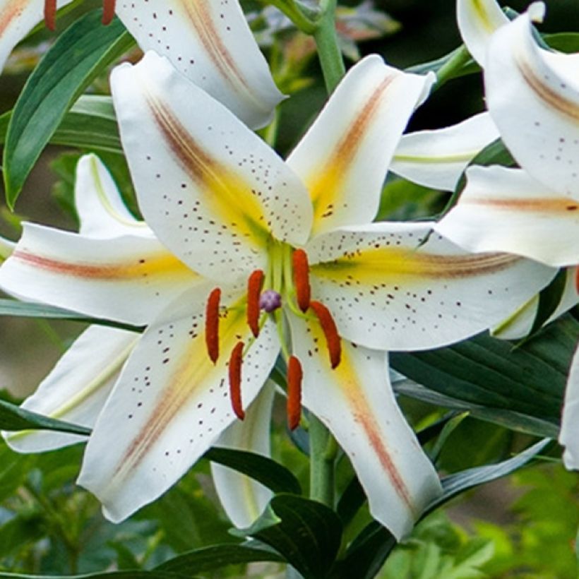 Lilium oriental Garden Party - Oriëntaalse lelie (Bloei)