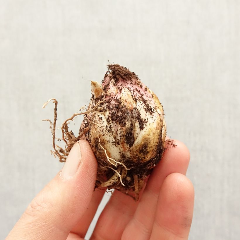 Example of Lis martagon Arabian Night Bol size 12+ as you get in printemps