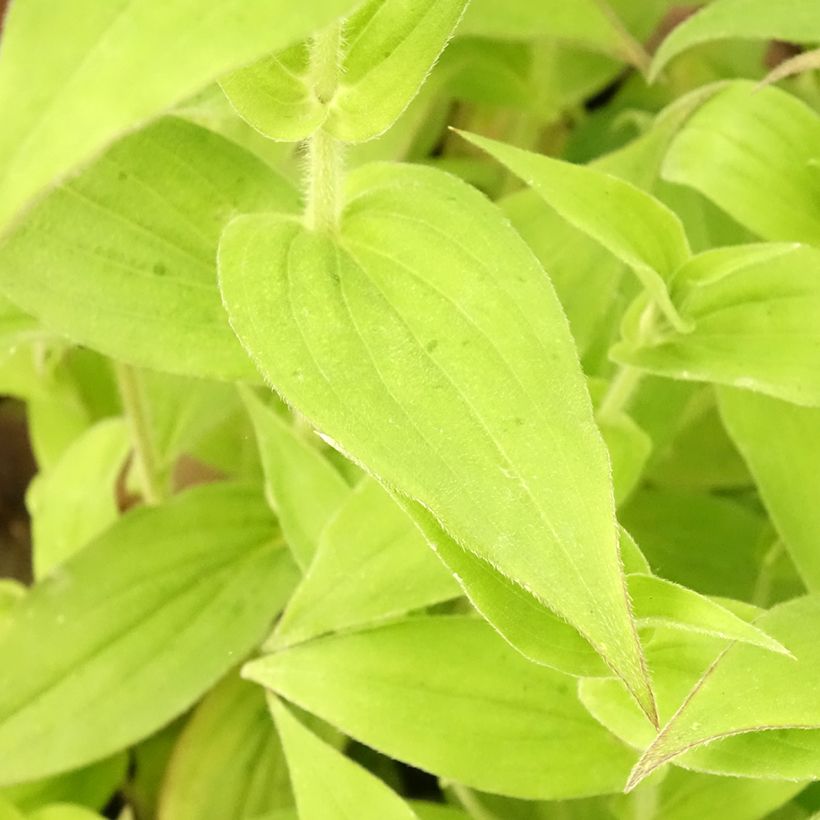 Tricyrtis hirta - Paddenlelie (Blad)