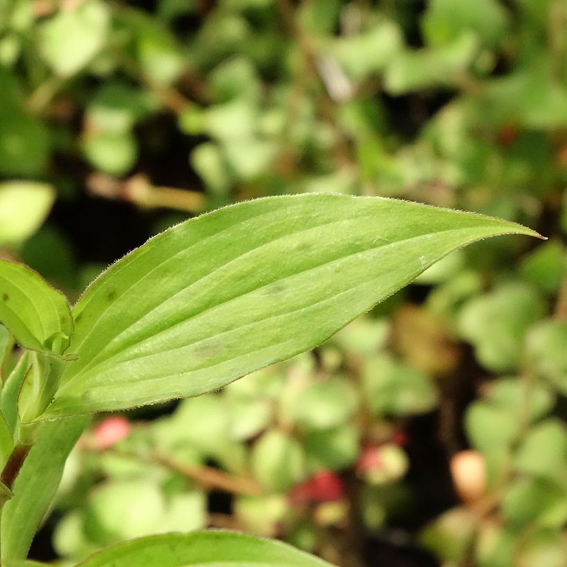 Tricyrtis hirta Miyazaki - Paddenlelie (Blad)