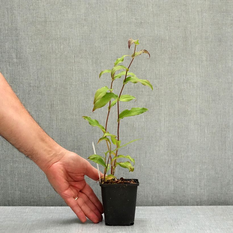 Exemplaar van Tricyrtis hirta Raspberry Mousse - Paddenlelie Kweekpotje van 8/9 cm zoals geleverd in de zomer