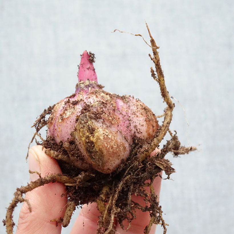 Exemplaar van Lilium Big Smile - Oriëntaalse lelie Bol kaliber 18/20 zoals geleverd in de lente