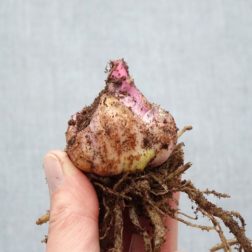 Exemplaar van Lilium oriental Captain Tricolor - Oriëntaalse lelie Bol kaliber 18/20 zoals geleverd in de lente