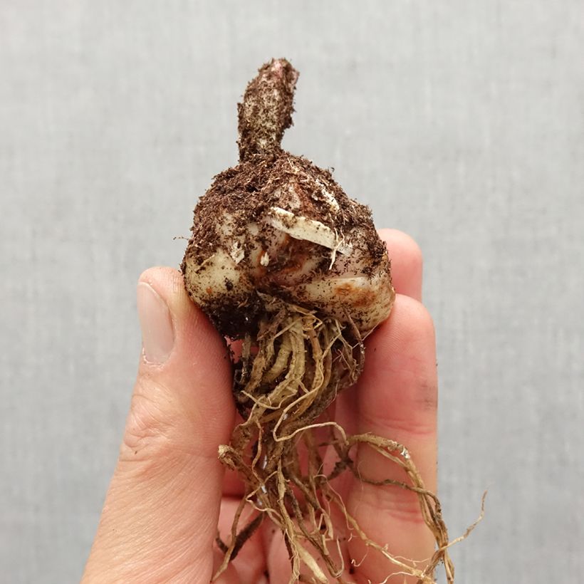 Exemplaar van Lilium oriental Polar Star - Oriëntaalse Lelie Bol kaliber 14/16 zoals geleverd in de lente