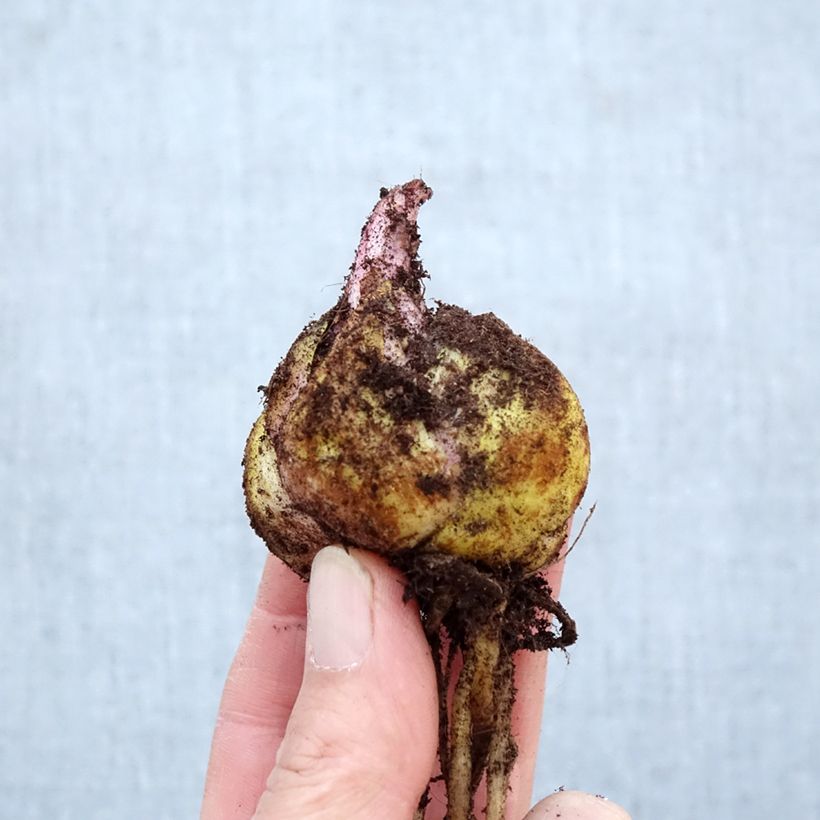 Exemplaar van Lilium Ferrero - Oriëntaalse lelie Bol kaliber 16/18 zoals geleverd in de lente