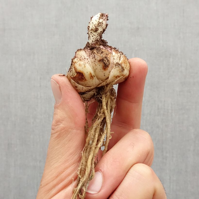 Exemplaar van Lilium oriental Josephine - Oriëntaalse Lelie Bol kaliber 16/18 zoals geleverd in de lente