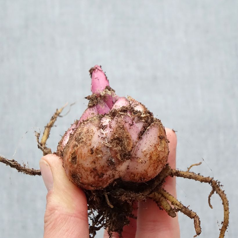 Exemplaar van Lilium Premium Blond - Oriëntaalse lelie Bol kaliber 18/20 zoals geleverd in de lente