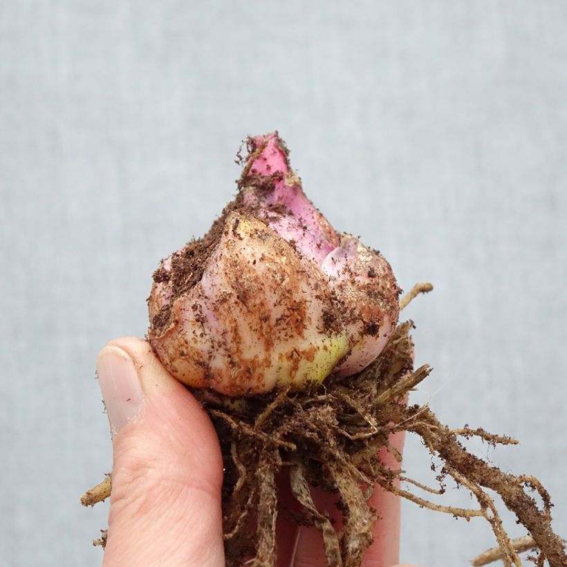 Exemplaar van Lilium Roselily Mikaela - Oriëntaalse lelie Bol kaliber 17/19 zoals geleverd in de lente