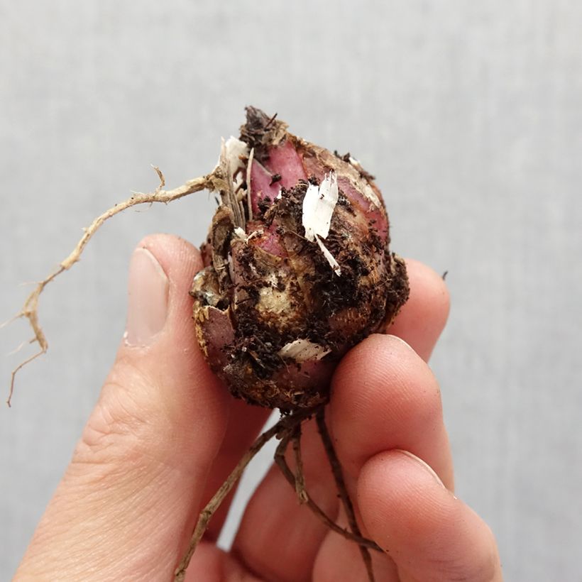 Exemplaar van Lilium Tiger Edition - Oriëntaalse Lelie Bol kaliber 16+ zoals geleverd in de lente