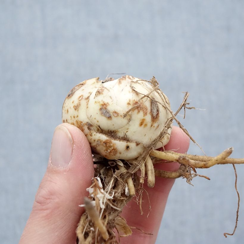 Exemplaar van Lilium lancifolium Flore Pleno - Tijgerlelie Bol kaliber 14/16 zoals geleverd in de lente