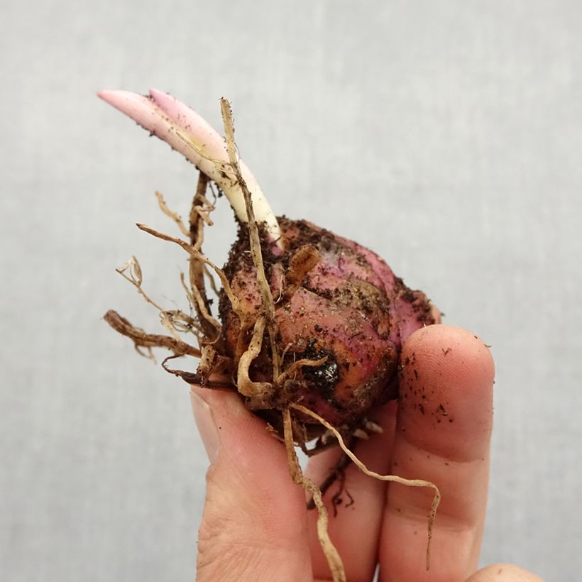 Exemplaar van Lilium Golden Splendor - Trompetlelie Bol kaliber 18/20 zoals geleverd in de lente