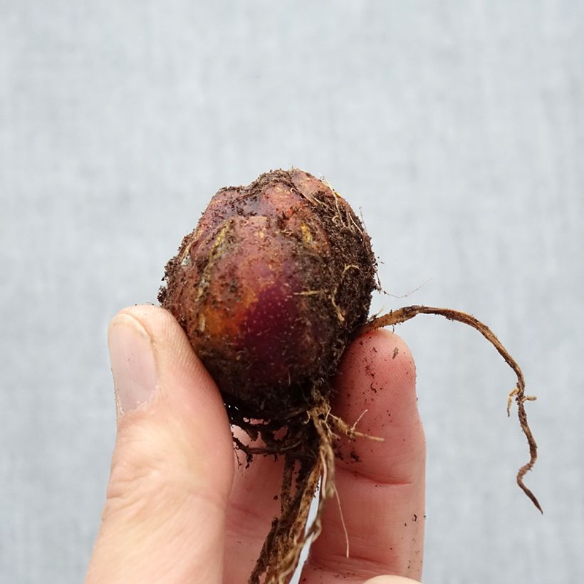 Example of Lis trompette  - Lilium Scheherazade Bol size 16/18 as you get in printemps