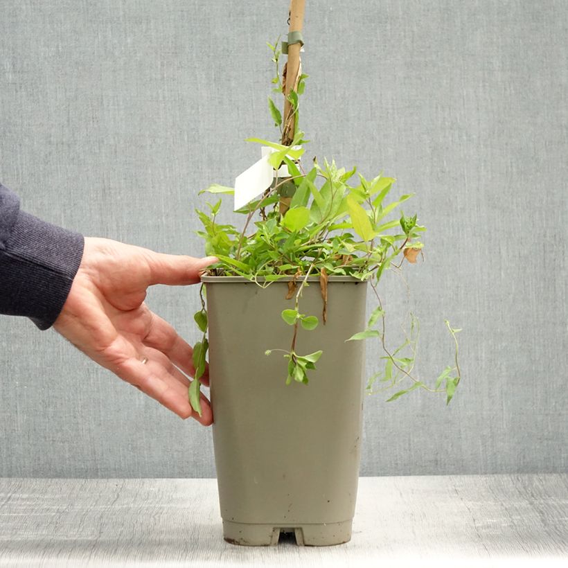 Exemplaar van Calystegia hederacea Flore Pleno - Dubbelkelkwinde Pot van 2 l/3 l zoals geleverd in de lente