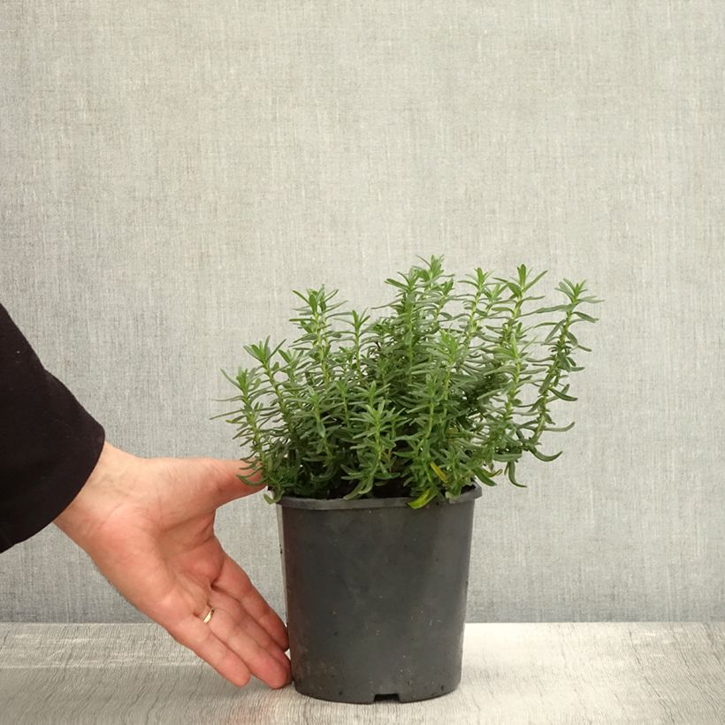 Exemplaar van Lithodora diffusa Heavenly Blue - Steenzaad Pot van 2 l/3 l zoals geleverd in de herfst
