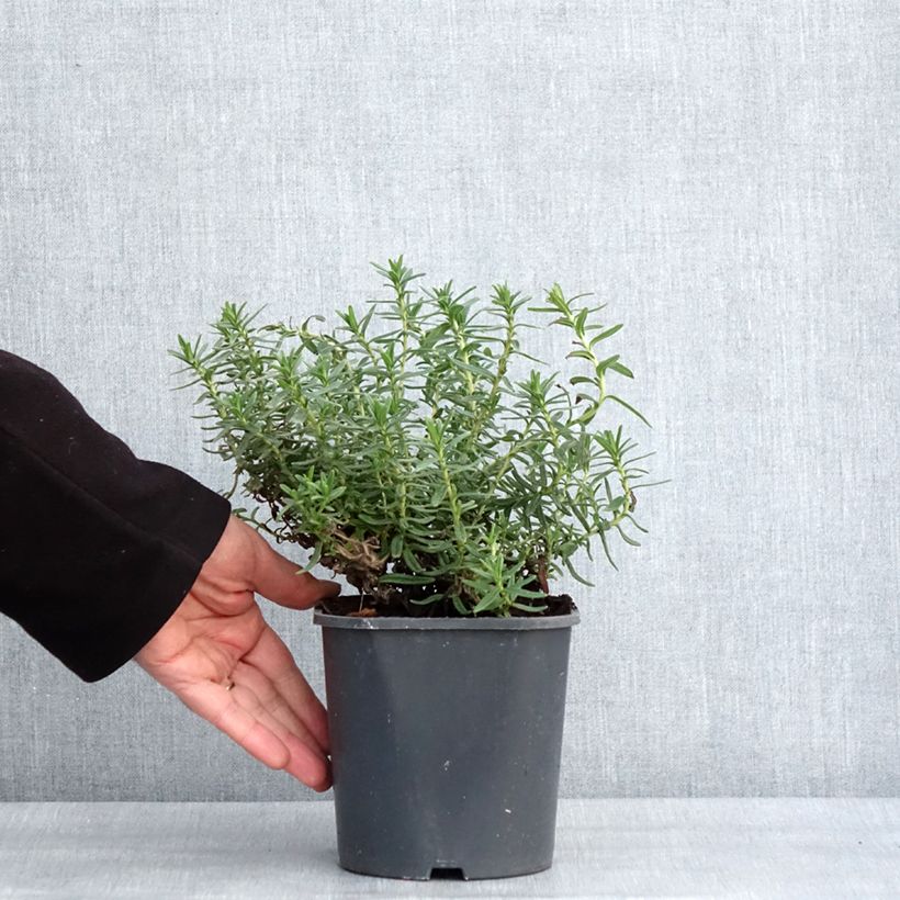 Example of Lithodora diffusa Heavenly Blue - Steenzaad Pot van 2 l/3 l as you get in hiver