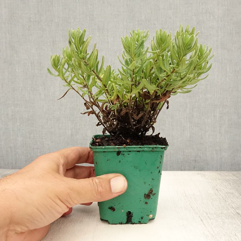Exemplaar van Lithodora diffusa Heavenly Blue - Steenzaad Kweekpotje van 8/9 cm zoals geleverd in de zomer
