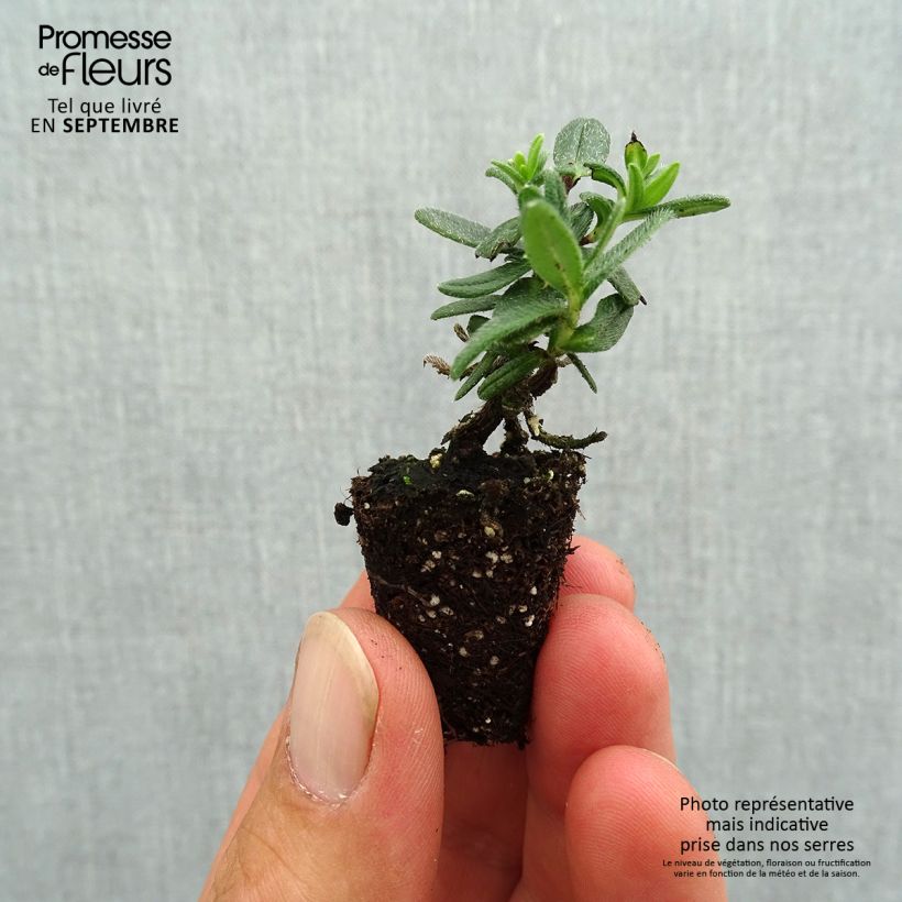 Example of Lithodora diffusa Heavenly Blue - Steenzaad Mini-mot Ø 3/4 cm as you get in automne