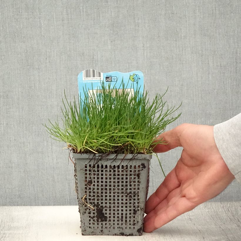 Exemplaar van Litorella uniflora - Oeverkruid Pot van 1 l/1,5 l zoals geleverd in de zomer