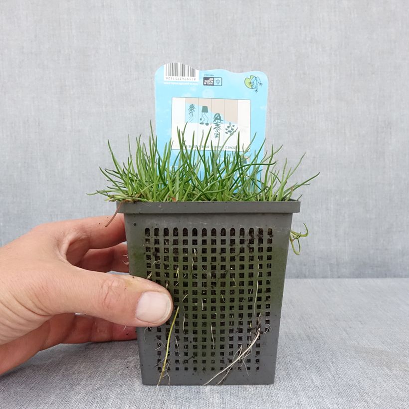 Exemplaar van Litorella uniflora - Oeverkruid Pot van 1 l/1,5 l zoals geleverd in de lente