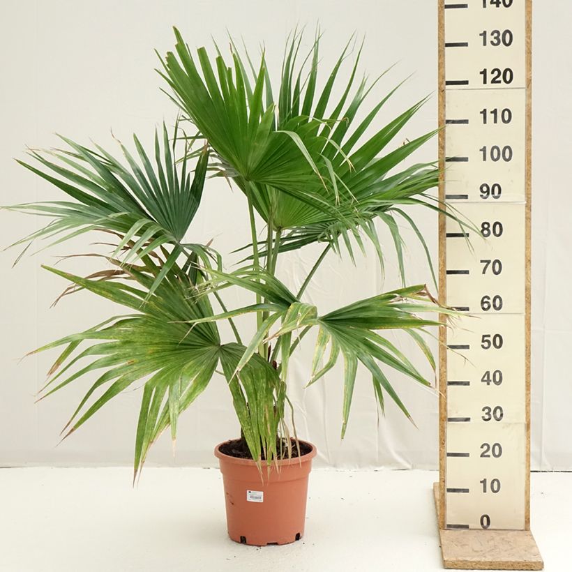 Exemplaar van Livistona chinensis - Chinese waaierpalm Pot van 7,5 l/10 l zoals geleverd in de lente
