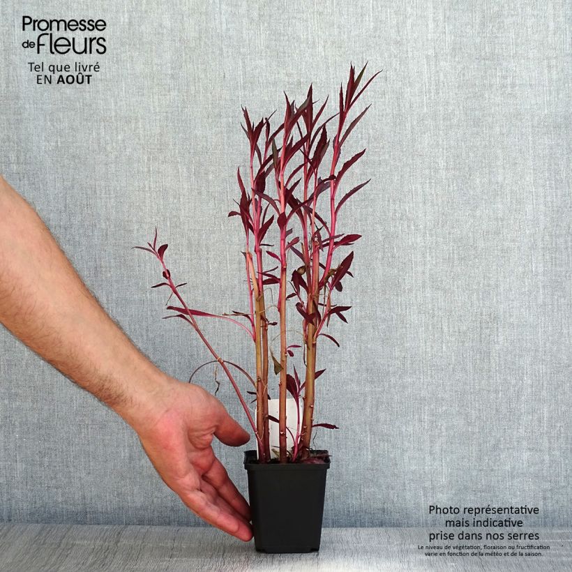 Exemplaar van Lobelia cardinalis - Scharlaken lobelia Kweekpotje van 8/9 cm zoals geleverd in de zomer
