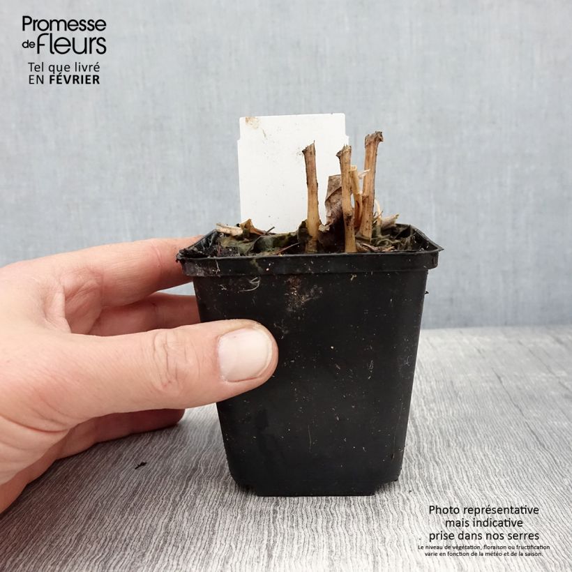 Example of Lobelia cardinalis - Lobélie cardinale Kweekpotje van 8/9 cm as you get in hiver