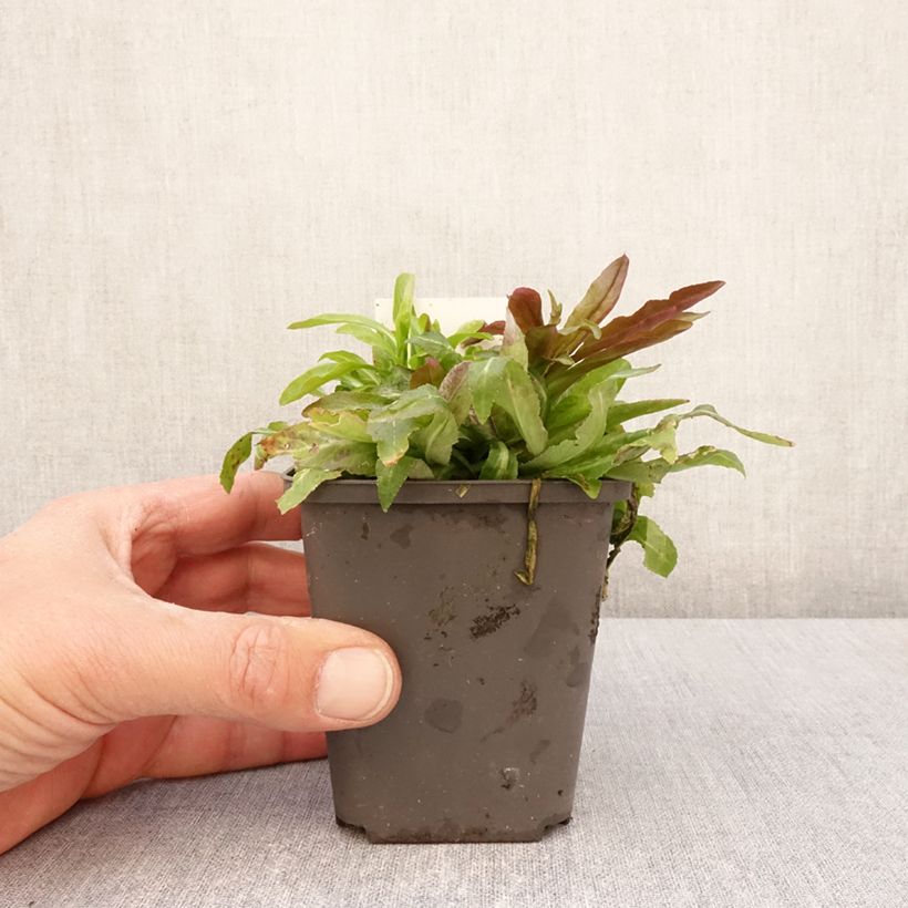 Exemplaar van Lobelia cardinalis - Scharlaken lobelia Kweekpotje van 8/9 cm zoals geleverd in de lente