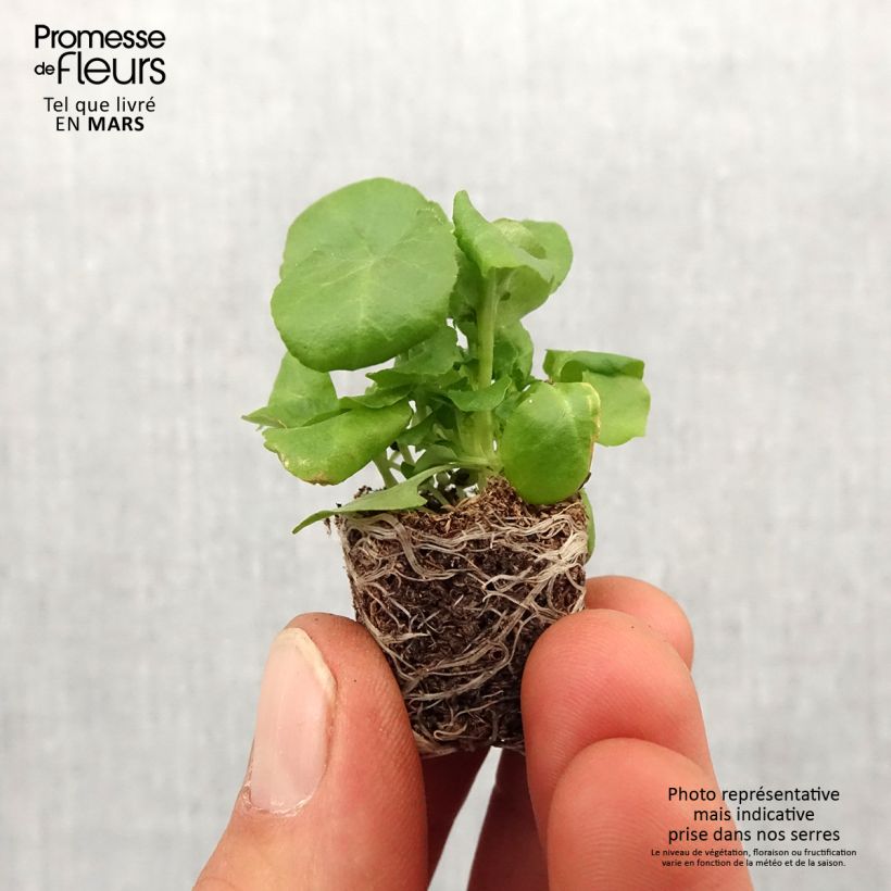 Example of Lobélia erinus Regatta Deep Blue Mini-mot Ø 1,5/2,5 cm as you get in printemps