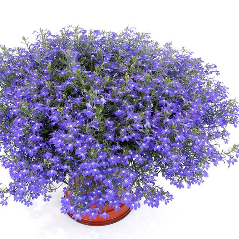 Lobelia Anabel Blue - Hanglobelia (Plant habit)