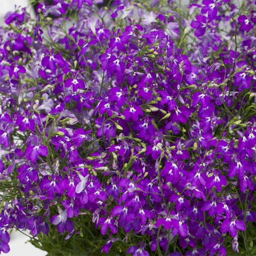 Lobelia Purple Star - Hanglobelia (Flowering)