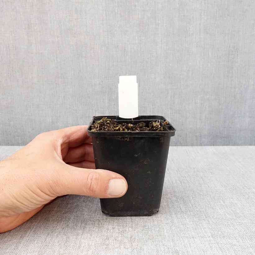 Exemplaar van Lobelia sessilifolia - Waterlobelia Kweekpotje van 8/9 cm zoals geleverd in de lente