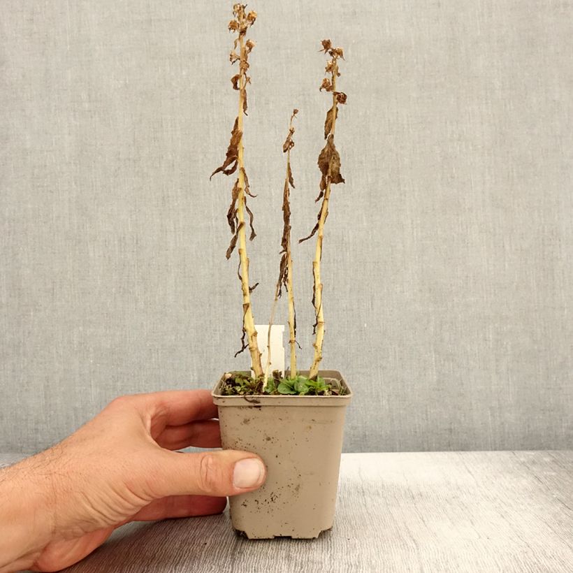 Exemplaar van Lobelia siphilitica Alba - Virginische lobelia Kweekpotje van 8/9 cm zoals geleverd in de herfst
