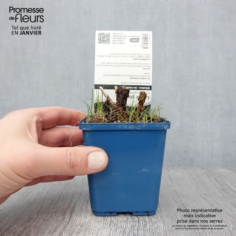 Example of Lobelia siphilitica - Virginische lobelia Kweekpotje van 8/9 cm as you get in hiver