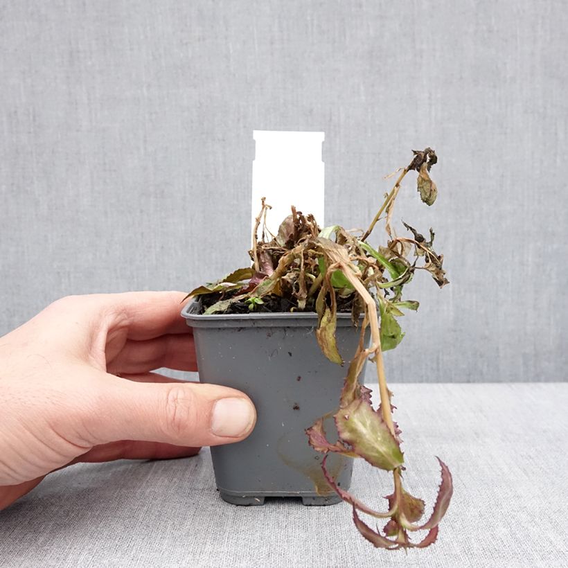 Example of Lobelia speciosa Fan Salmon - Scharlaken lobelia Kweekpotje van 8/9 cm as you get in hiver