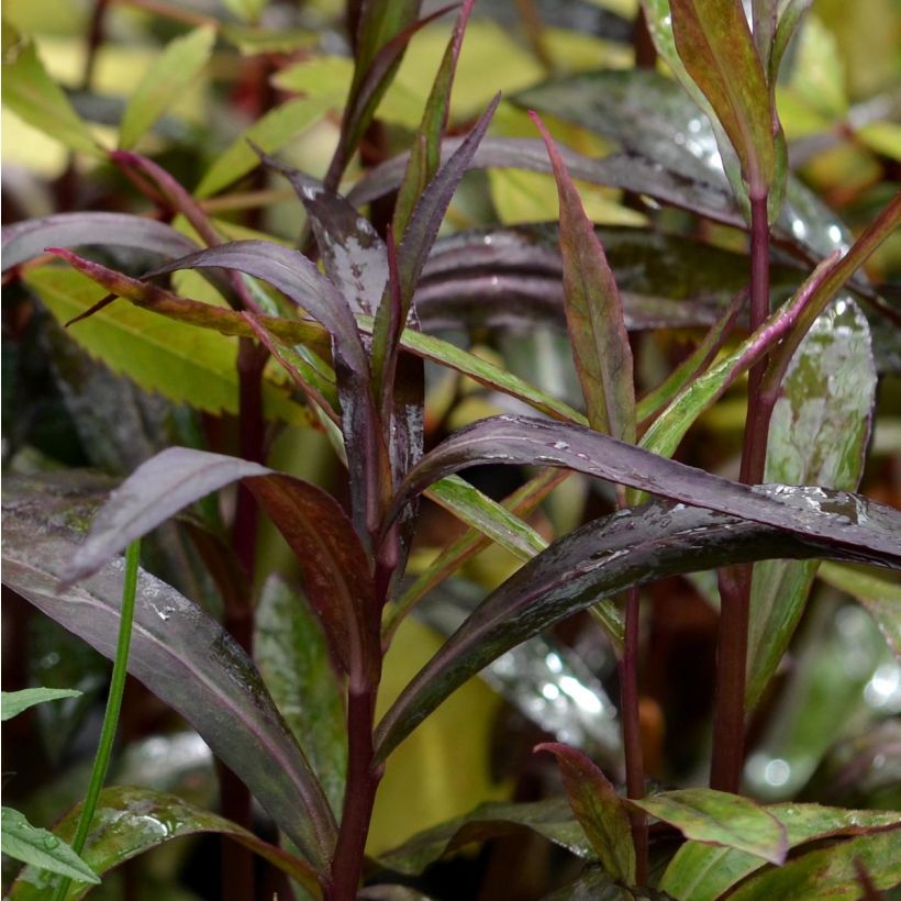 Lobelia speciosa Russian Princess - Scharlaken lobelia (Foliage)