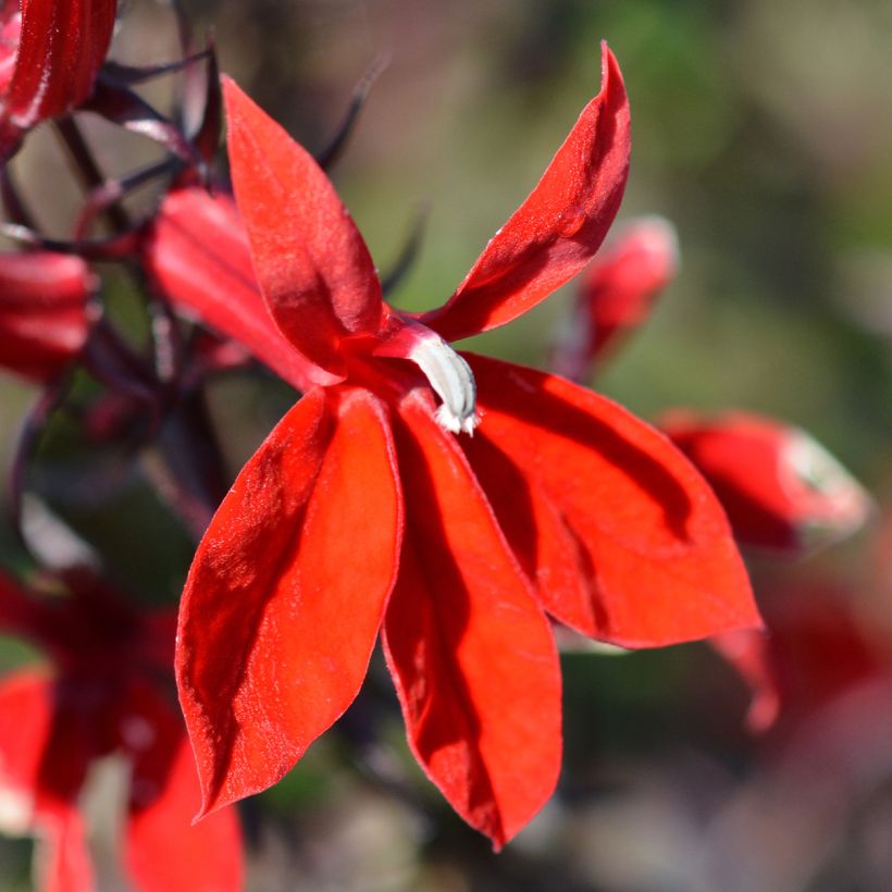 Lobelia speciosa Starship Scarlet - Scharlaken lobelia (Bloei)
