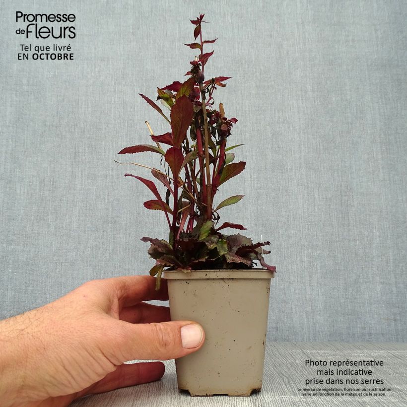 Exemplaar van Lobelia speciosa Starship Scarlet - Scharlaken lobelia Kweekpotje van 8/9 cm zoals geleverd in de herfst