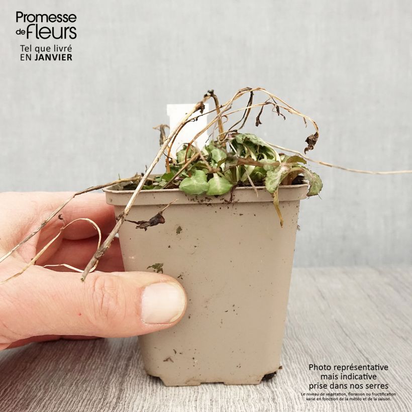 Example of Lobelia speciosa Starship Scarlet - Scharlaken lobelia Kweekpotje van 8/9 cm as you get in hiver