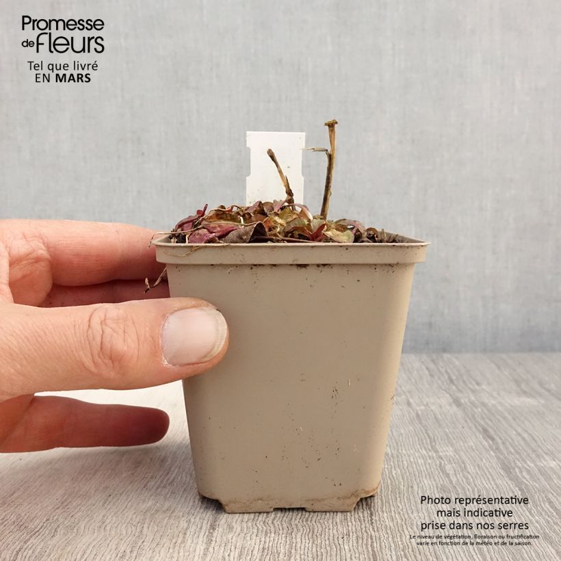 Exemplaar van Lobelia speciosa Starship Scarlet - Scharlaken lobelia Kweekpotje van 8/9 cm zoals geleverd in de lente