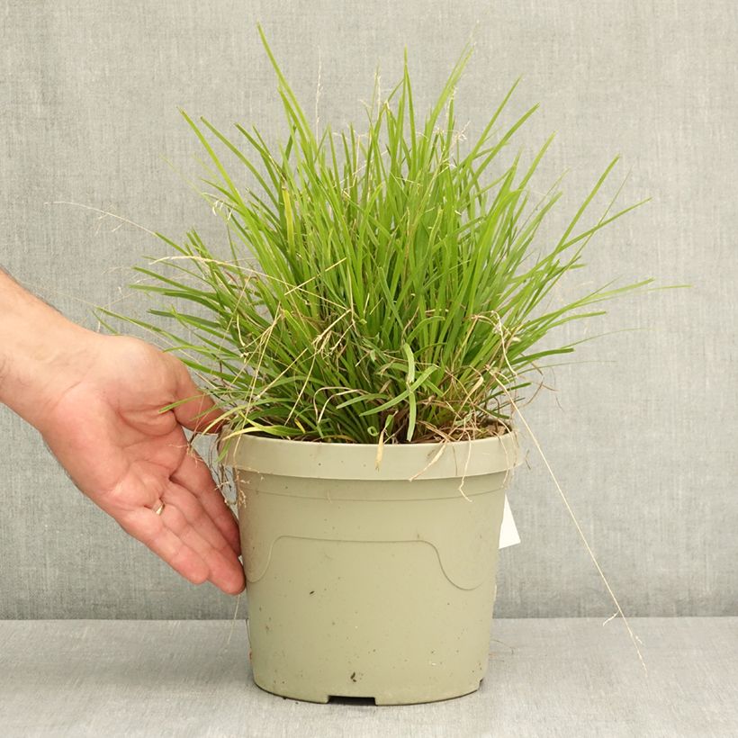 Exemplaar van Lomandra longifolia Miner's Gold Pot van 3 l/4 l zoals geleverd in de zomer