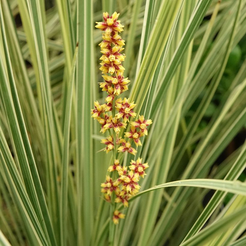 Lomandra White Sands - Lomandra (Bloei)