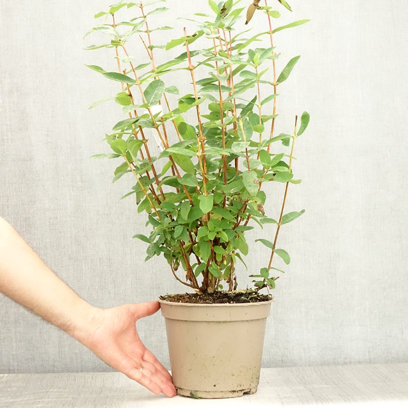 Exemplaar van Lonicera caerulea Boreal Beauty - Honingbes Pot van 3 l/4 l zoals geleverd in de zomer