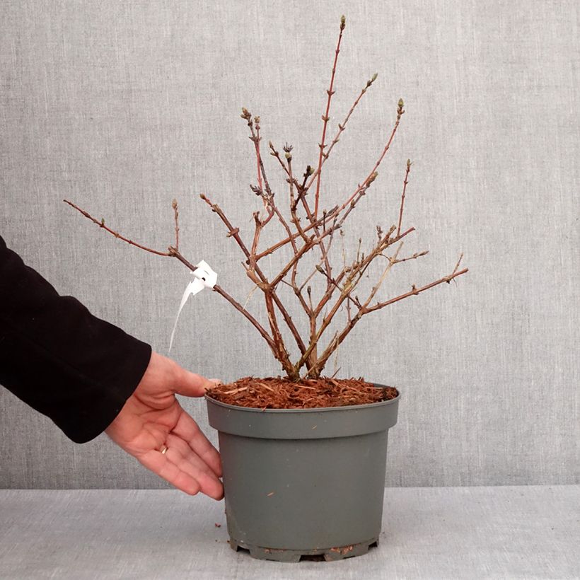 Exemplaar van Honingbes Zojka Pot van 3 l/4 l, Pol zoals geleverd in de winter