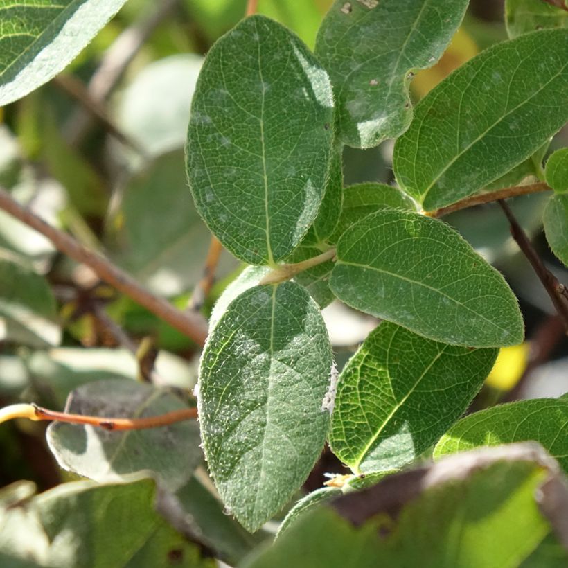 Honingbes Zojka (Blad)