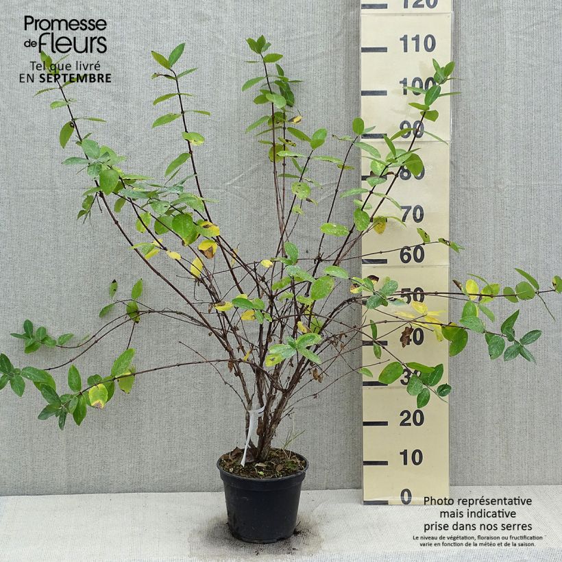 Exemplaar van Lonicera caerulea Strawberry Sensation - Honingbes Pot van 3 l/4 l zoals geleverd in de herfst