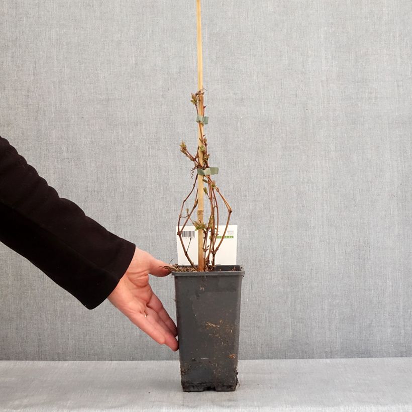 Exemplaar van Honingbes Altaj Pot van 1,5 l/2 l, Struik zoals geleverd in de winter