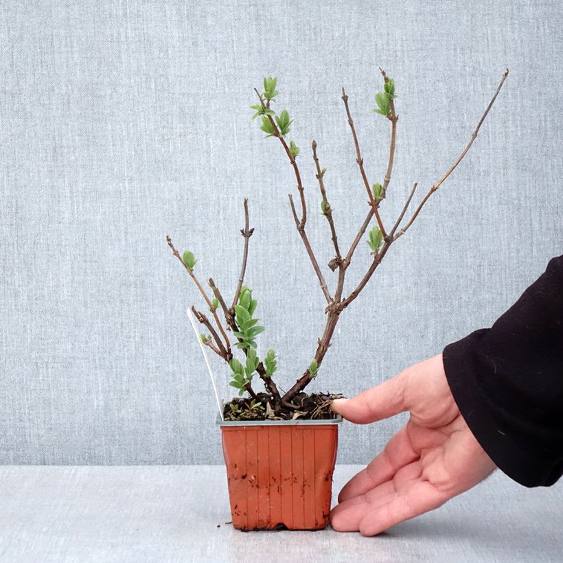 Exemplaar van Honingbes Blue Velvet Kweekpotje van 8/9 cm zoals geleverd in de lente