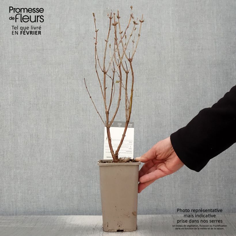 Exemplaar van Honingbes Martin Pot van 1,5 l/2 l, Struik zoals geleverd in de winter