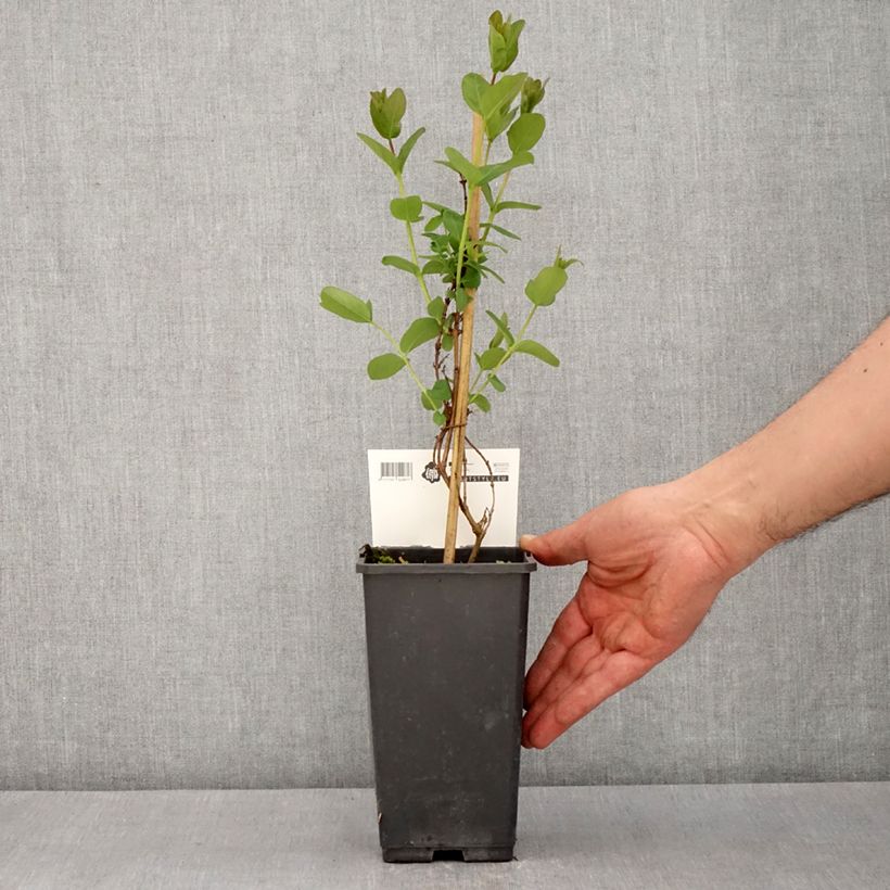 Exemplaar van Honingbes Martin Pot van 1,5 l/2 l, Struik zoals geleverd in de lente