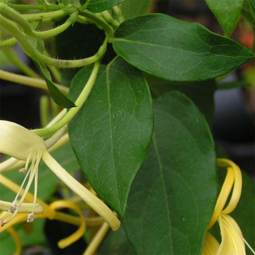 Lonicera similis var. delavayi - Kamperfoelie (Foliage)
